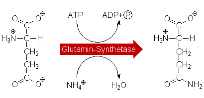 Die Glutaminsynthease
