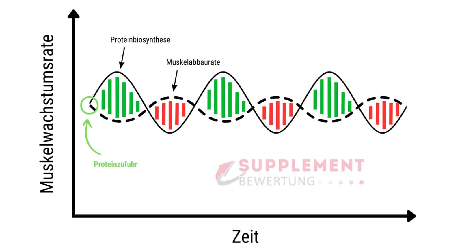 Proteinbiosynthese Infografik